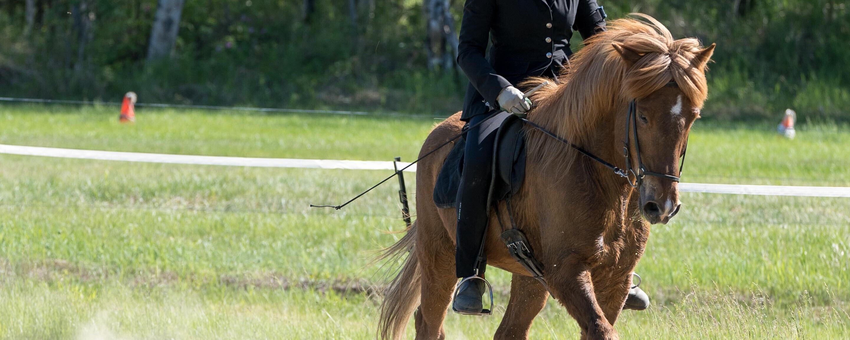 USDF AllBreeds Awards — Icelandic Horse Congress